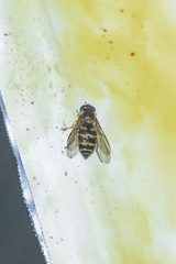 Parasyrphus genualis