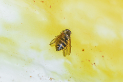 Parasyrphus genualis