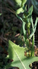 Lactuca serriola
