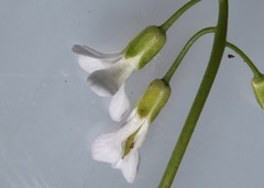 Boechera grahamii