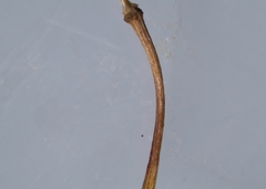 Boechera grahamii