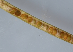 Boechera grahamii