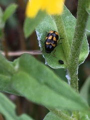 Cryptocephalus anticus