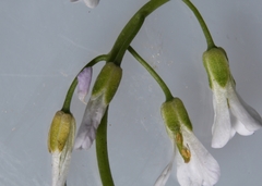 Boechera grahamii