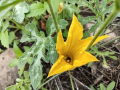 Cucurbita pedatifolia