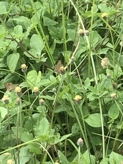 Pelopidas mathias mathias