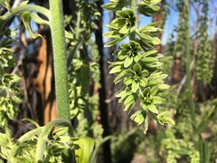 Veratrum viride eschscholtzianum