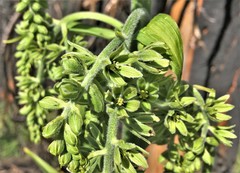 Veratrum viride eschscholtzianum