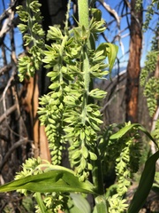 Veratrum viride eschscholtzianum