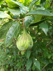 Calycanthus