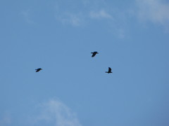 Corvus brachyrhynchos caurinus