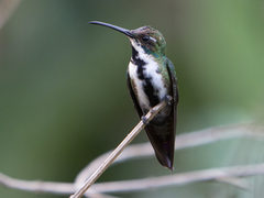 Anthracothorax nigricollis