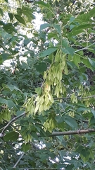 Fraxinus pennsylvanica