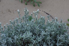 Achyranthemum argenteum