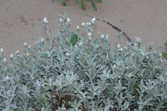 Achyranthemum argenteum