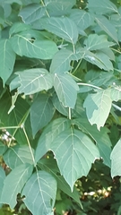 Fraxinus pennsylvanica