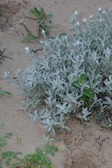 Achyranthemum argenteum