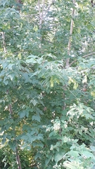Fraxinus pennsylvanica