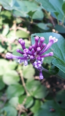 Syringa vulgaris