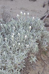 Achyranthemum argenteum