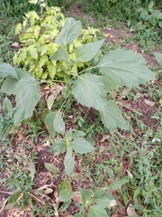 Cyclachaena xanthiifolia