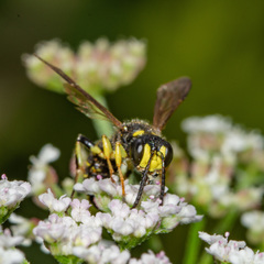 Cerceris atramontensis