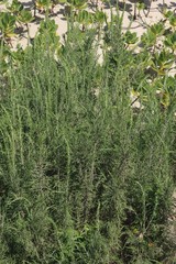 Passerina rigida