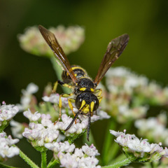 Cerceris atramontensis