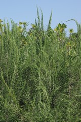 Passerina rigida