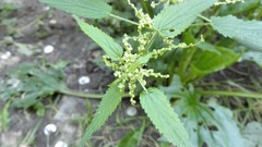 Urtica