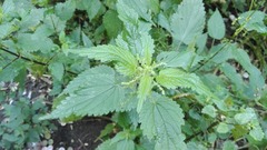 Urtica