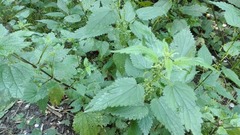 Urtica