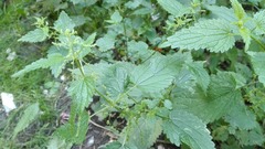 Urtica