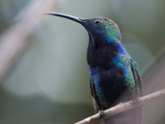 Anthracothorax nigricollis