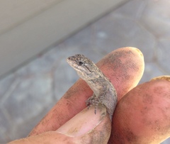 Sceloporus occidentalis longipes