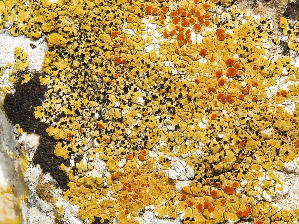 Buelliella
