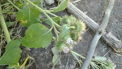 Arctium