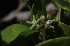 Cynanchum natalitium