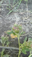 Arctium