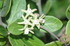 Cynanchum natalitium