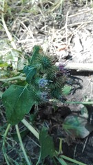 Arctium
