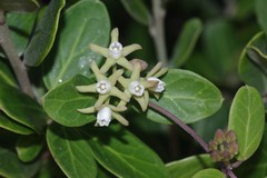 Cynanchum natalitium