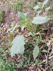 Cyclachaena xanthiifolia