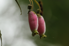 Kohleria affinis