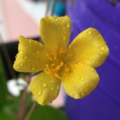 Portulaca umbraticola