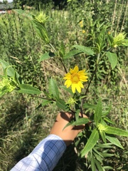 Helianthus giganteus