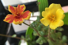 Portulaca umbraticola