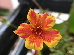 Portulaca umbraticola