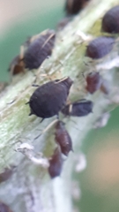 Aphis