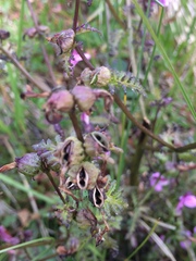 Pedicularis palustris